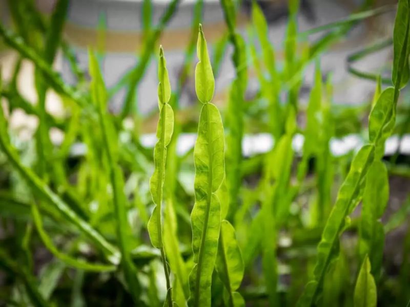 Close-up da planta carqueja com folhas serrilhadas verdes e gotas de orvalho em um jardim iluminado pela luz da manhã.