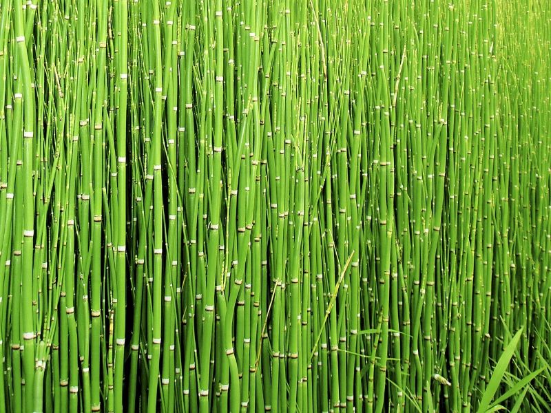 Erva cavalinha em um campo verde iluminado pela luz do sol, destacando suas folhas finas e pontiagudas.