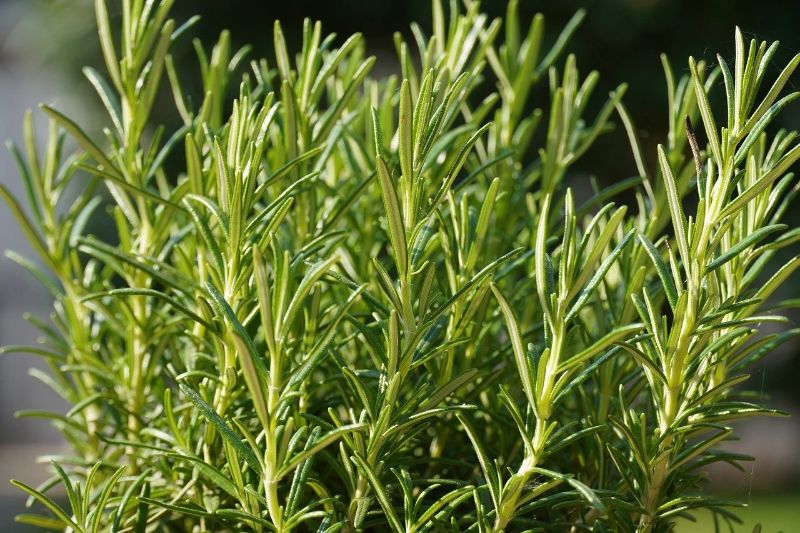 Planta de alecrim com folhas verdes em destaque contra fundo desfocado.