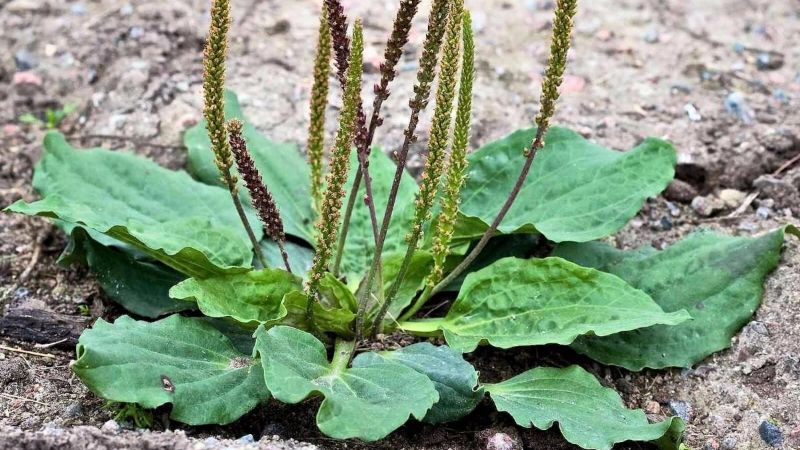 Planta de tanchagem com folhas verdes e texturizadas em fundo neutro.